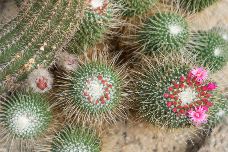 joelix-cactus-oase-ruurlo-22