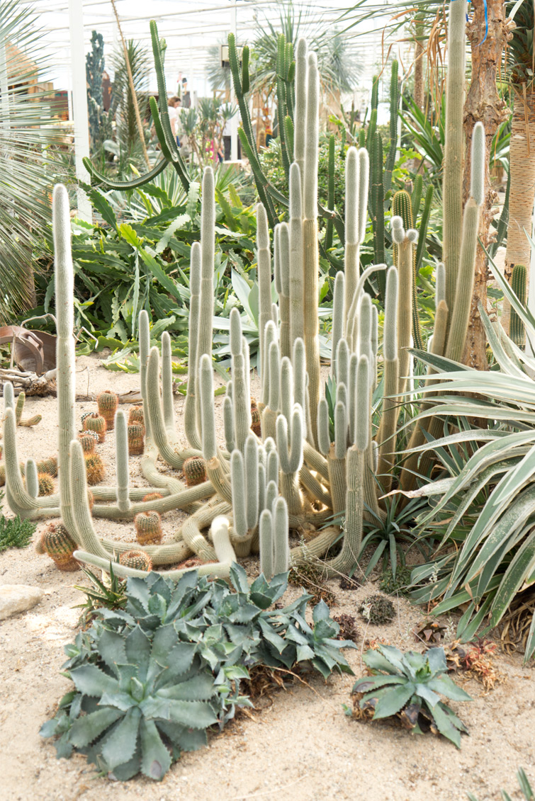 joelix-cactus-oase-ruurlo-8