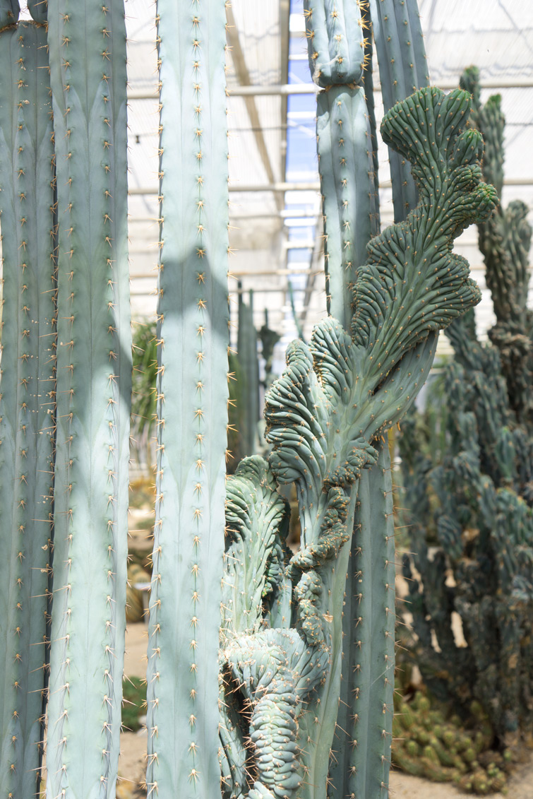 joelix-cactus-oase-ruurlo-15