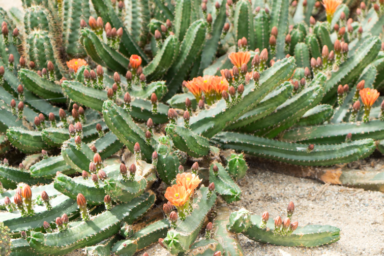 joelix-cactus-oase-ruurlo-16