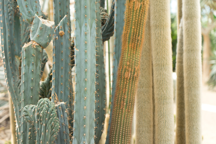 joelix-cactus-oase-ruurlo-20
