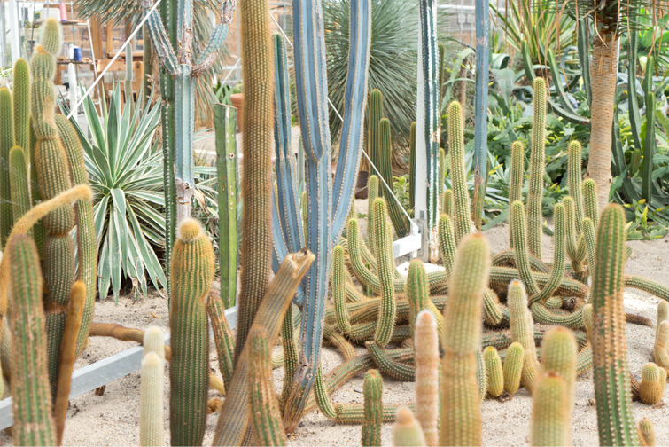 joelix-cactus-oase-ruurlo-3
