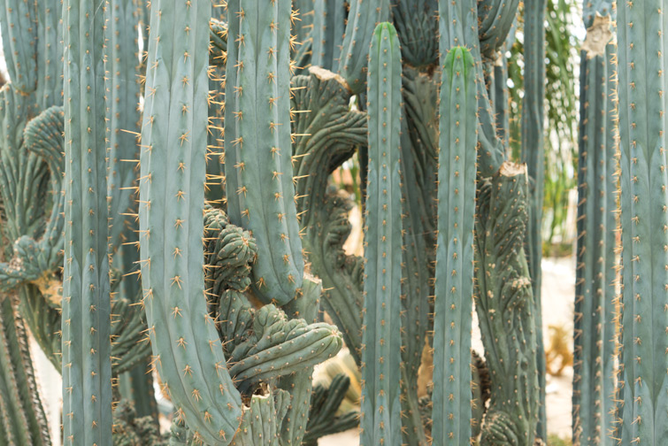 joelix-cactus-oase-ruurlo-5