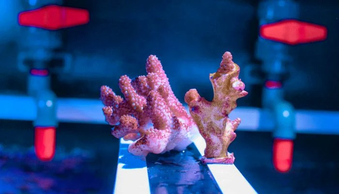 restauration environnement impression 3D