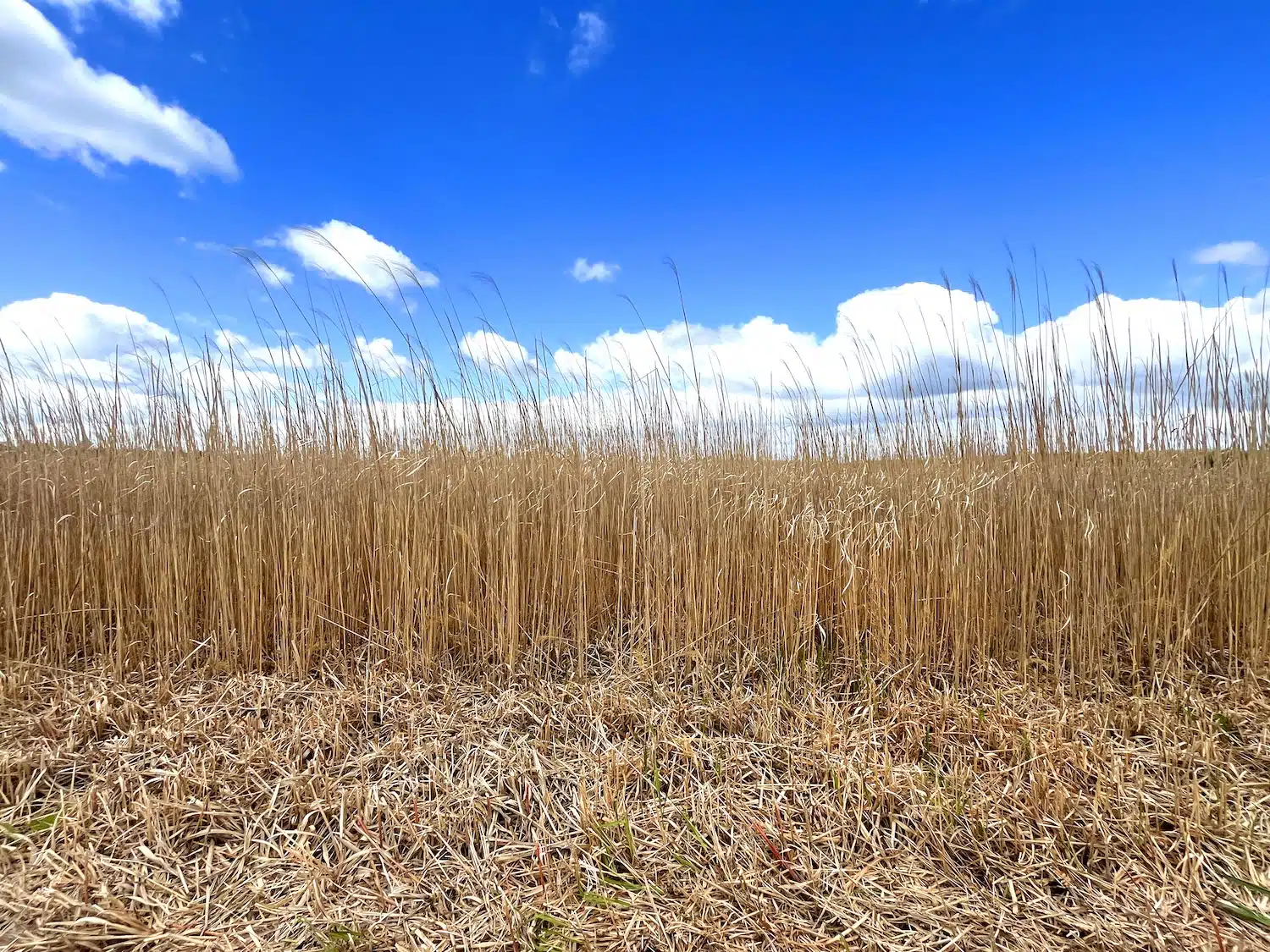 Filæ : Index Office et novinov font dialoguer la matière végétale et l'impression 3D pour créer une suspension lumineuse Filæ : Index Office et novinov font dialoguer la matière végétale et l'impression 3D pour créer une suspension lumineuse