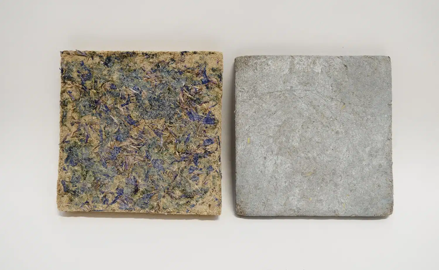 Anne Ländle transforme la biomasse sauvage de Stockholm en cabinet d'herbier