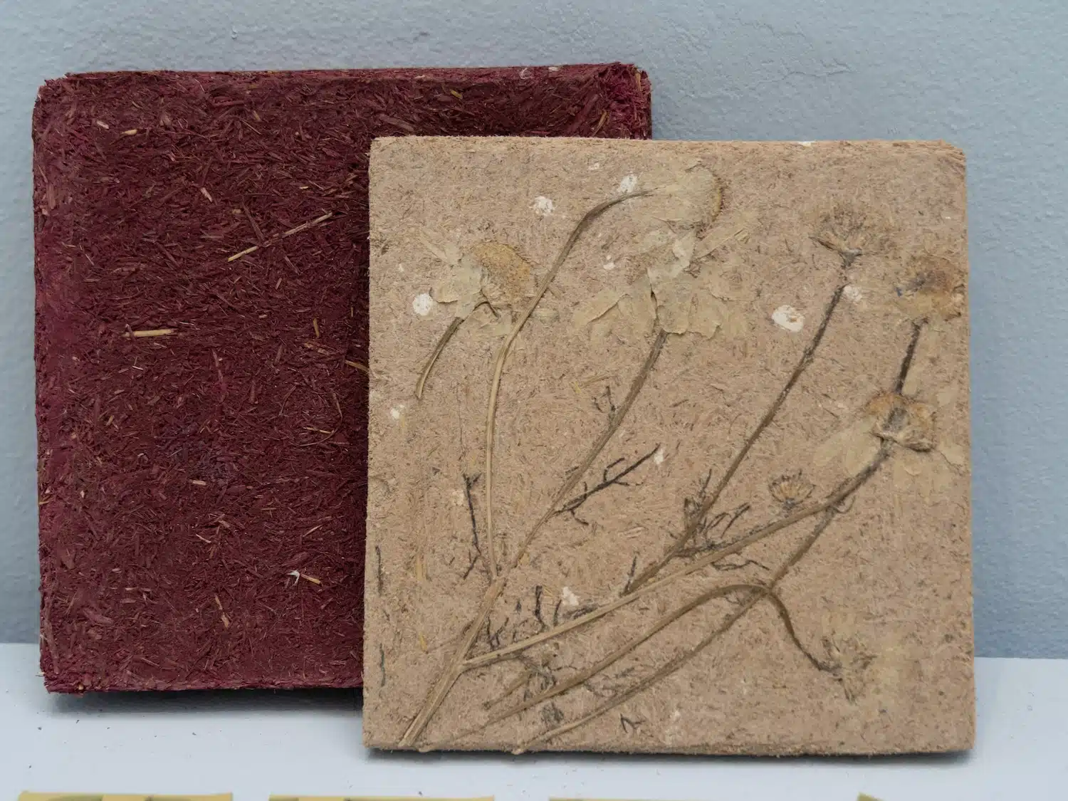 Anne Ländle transforme la biomasse sauvage de Stockholm en cabinet d'herbier