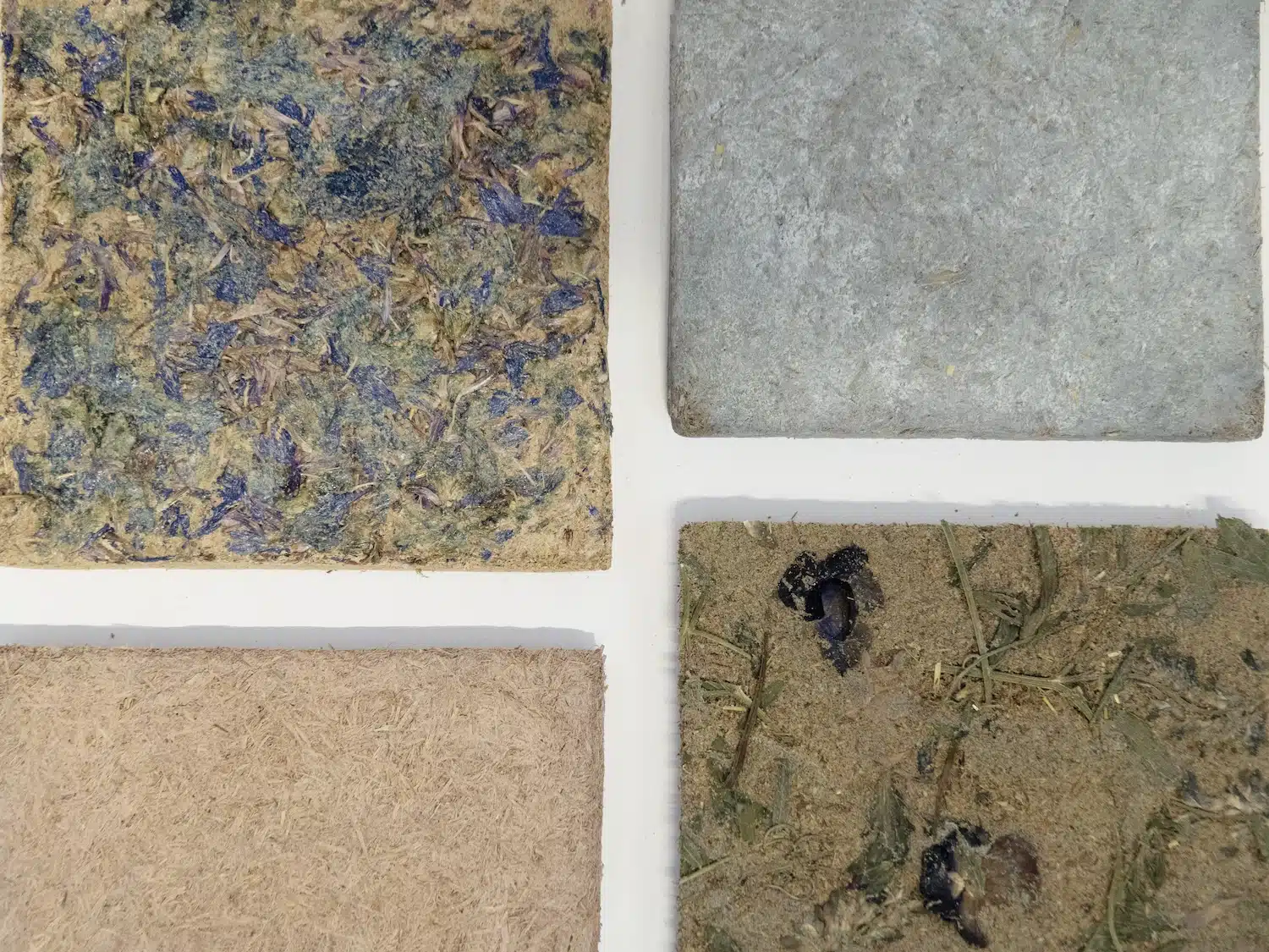 Anne Ländle transforme la biomasse sauvage de Stockholm en cabinet d'herbier